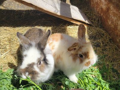 3 lionhead mix brothers
