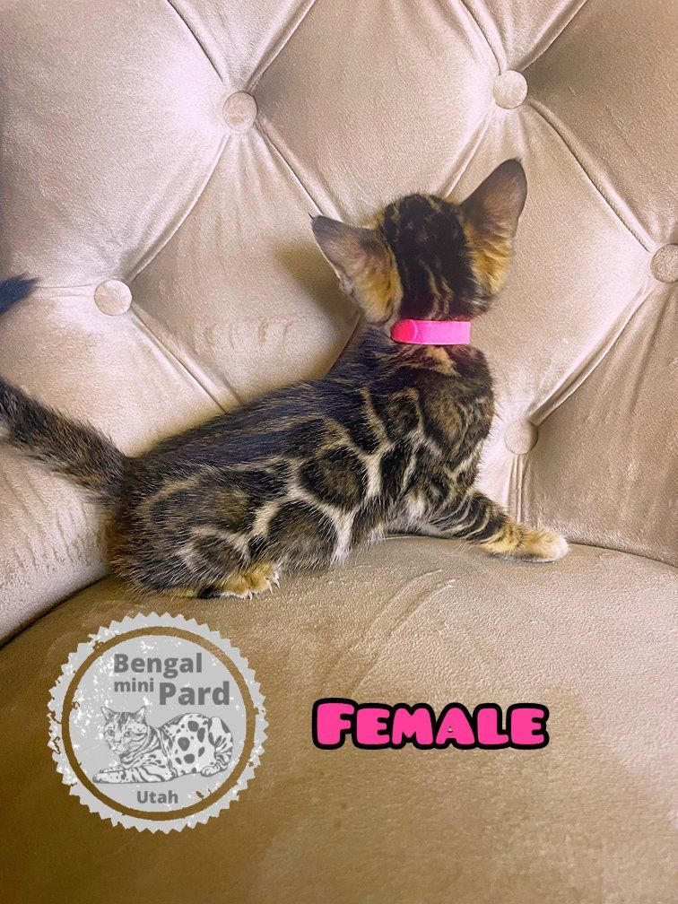 Beautiful Bengal kittens ready to go to their new homes