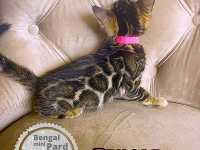 Beautiful Bengal kittens ready to go to their new homes