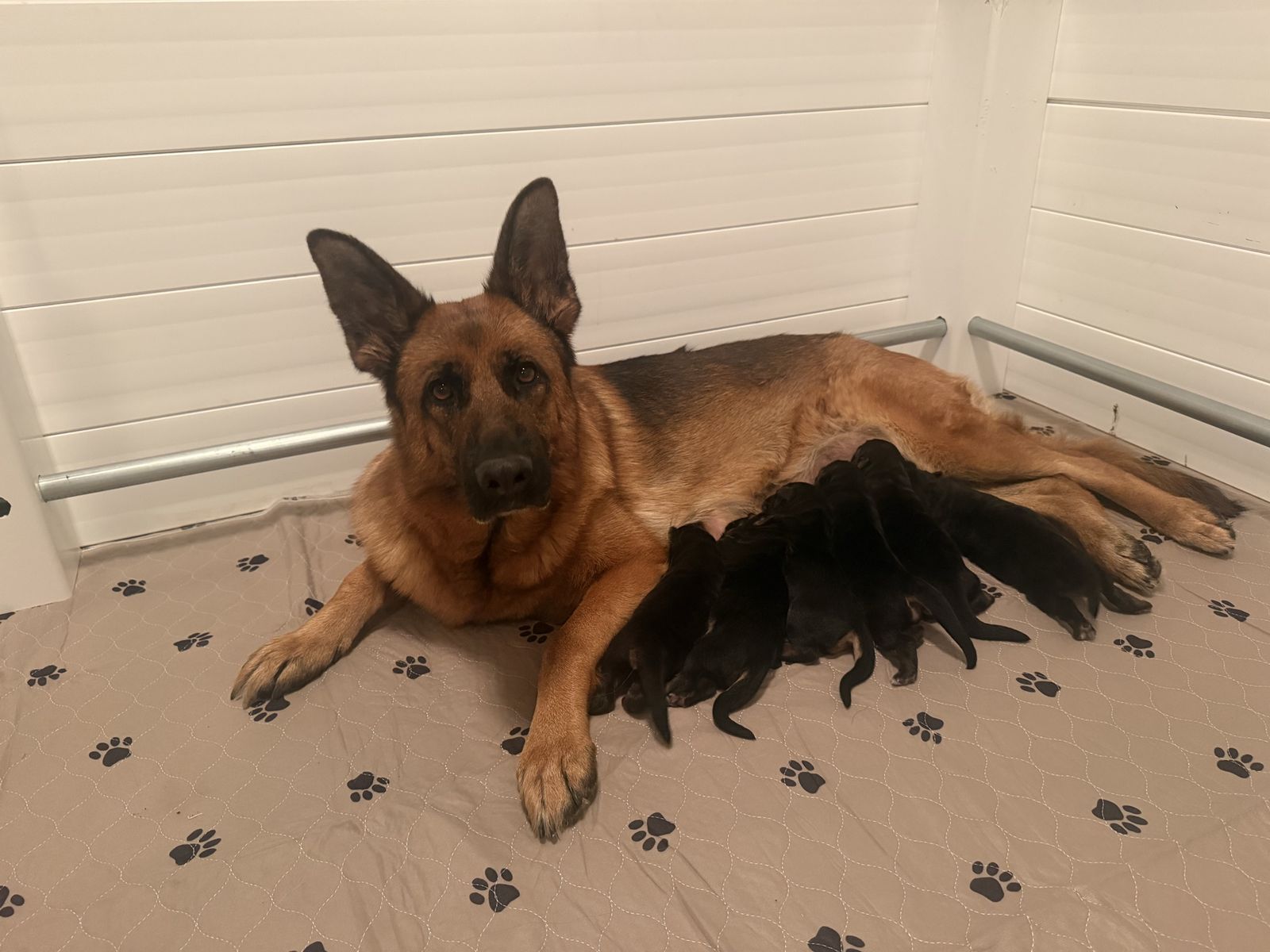 AKC Registered German Shepherd Puppiez