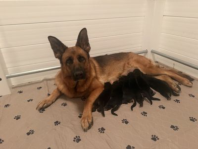 AKC Registered German Shepherd Puppiez