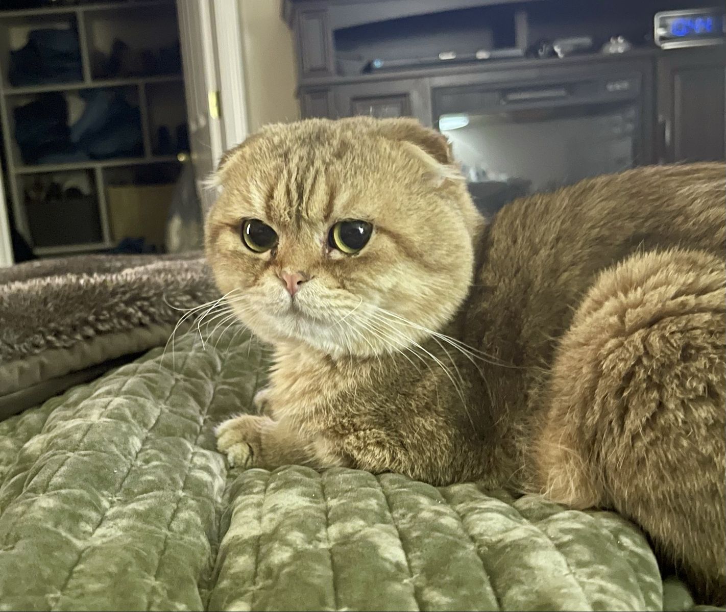 Scottish Fold Male