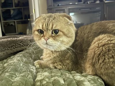 Scottish Fold Male