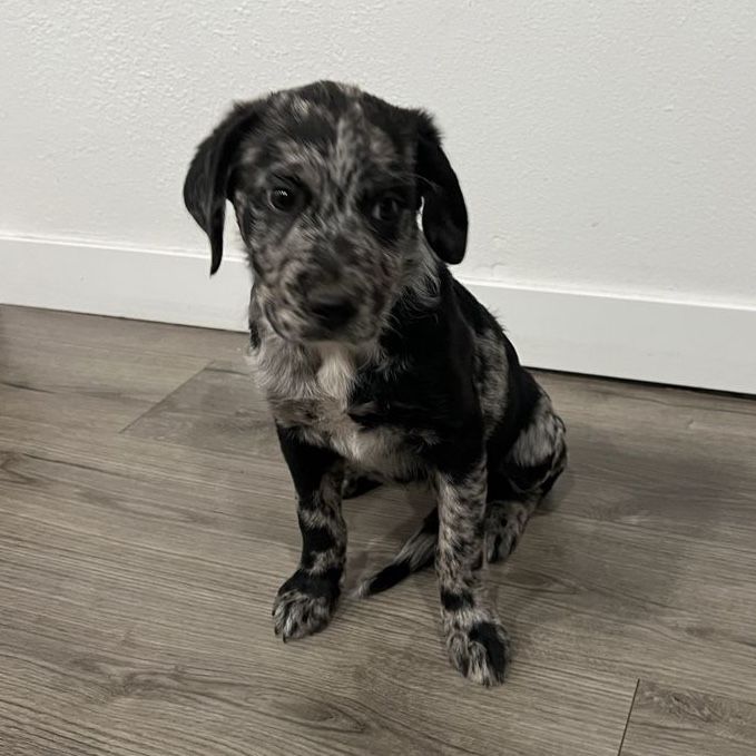 Rottweiler/Australian shepherd mix