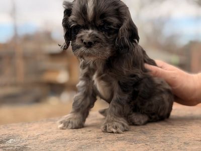 American Cocker Spaniels