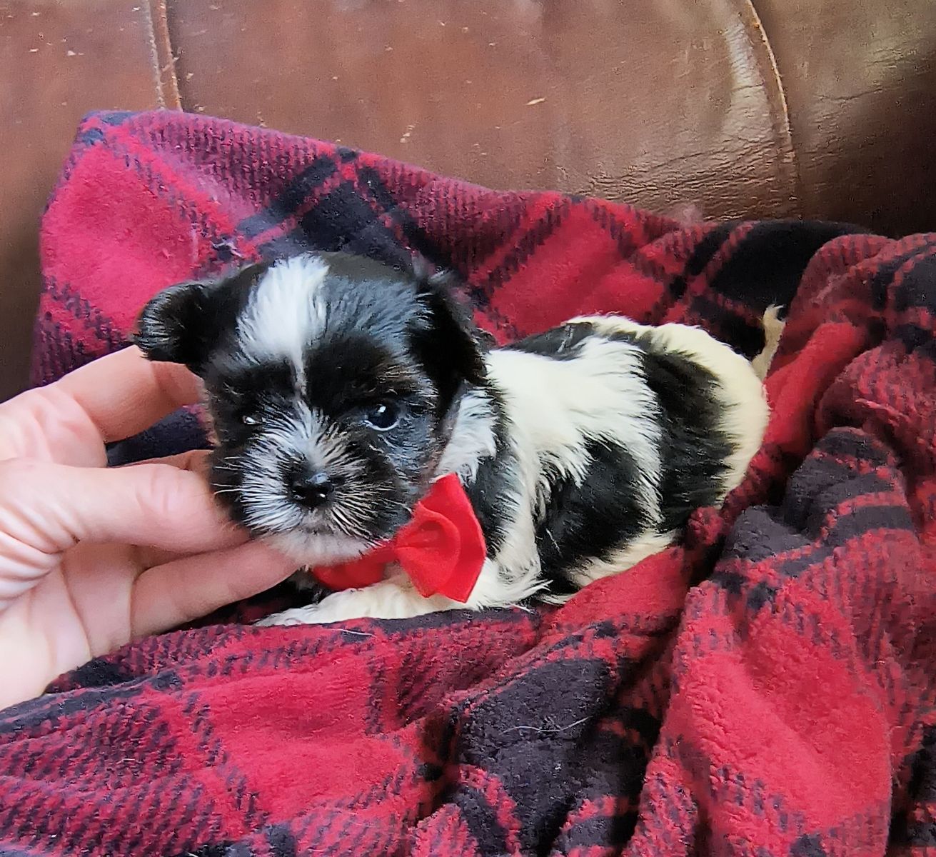 Tiny Male Parti Yorkie Puppy (Yorkshire Terrier)