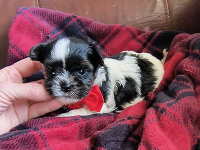 Tiny Male Parti Yorkie Puppy (Yorkshire Terrier)
