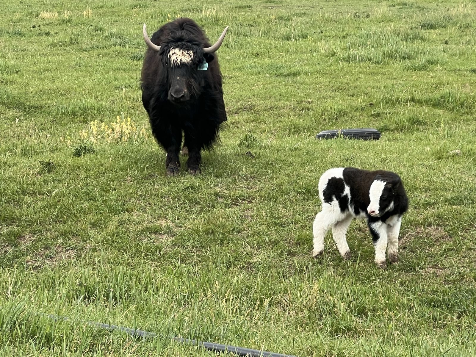 Cow calf pair