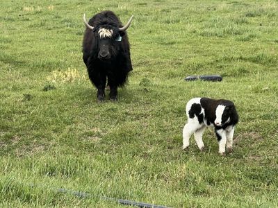 Cow calf pair
