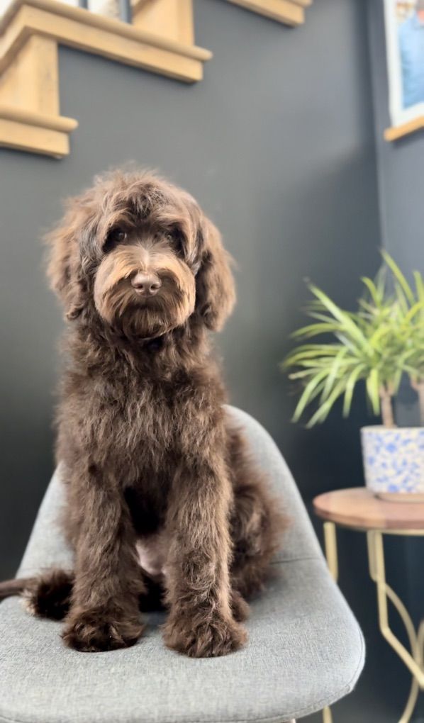 Female Goldendoodles
