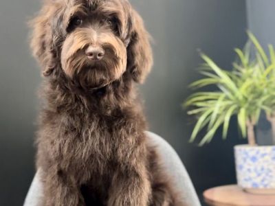 Female Goldendoodles