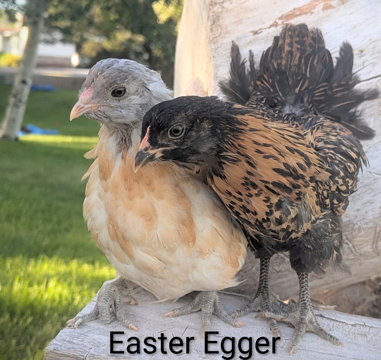 Coop-ready pullets! Fun egg colors!