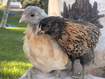 Coop-ready pullets! Fun egg colors!