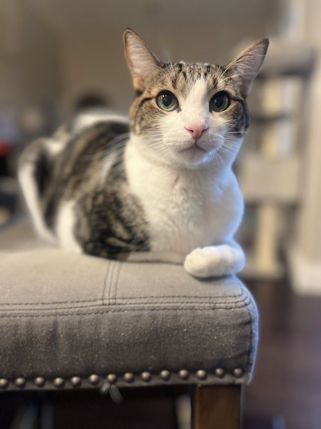 Sweetest kitty ever needs a home