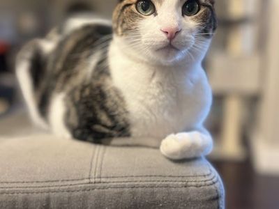 Sweetest kitty ever needs a home