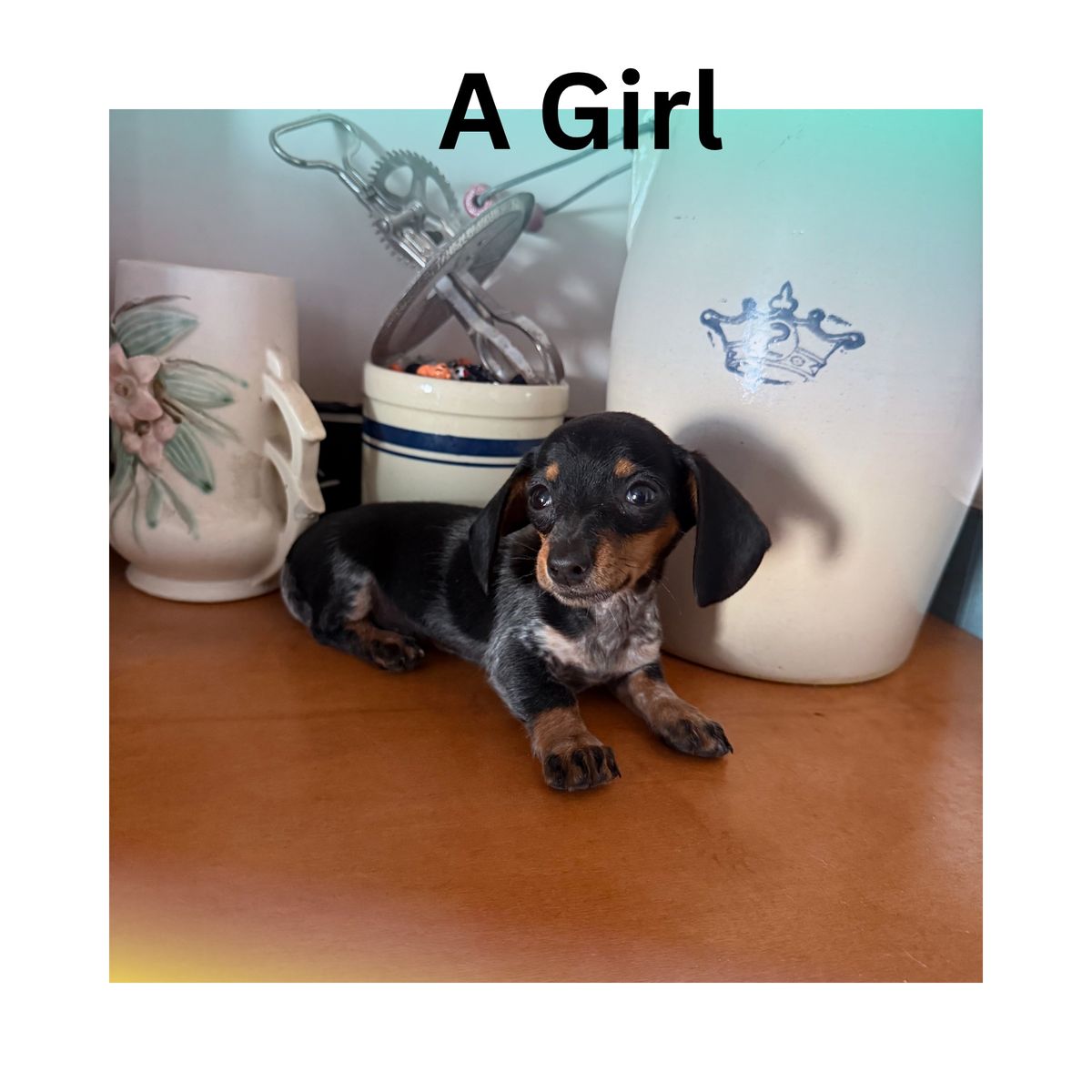 READY TO GO miniature dachshund