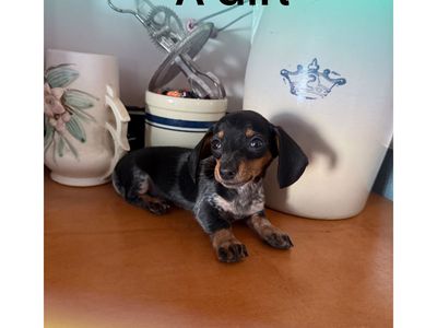 READY TO GO miniature dachshund