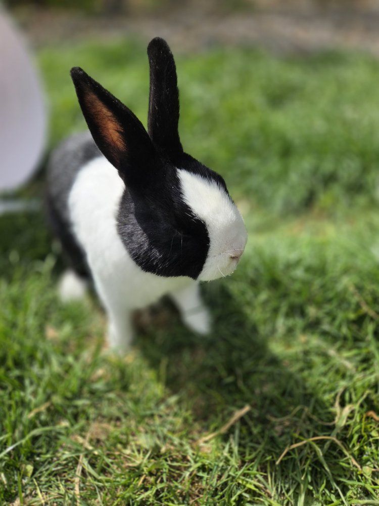 Compact Dutch Bunny Rabbit
