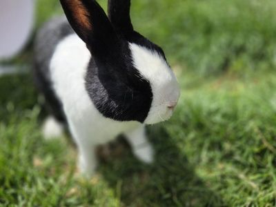 Compact Dutch Bunny Rabbit