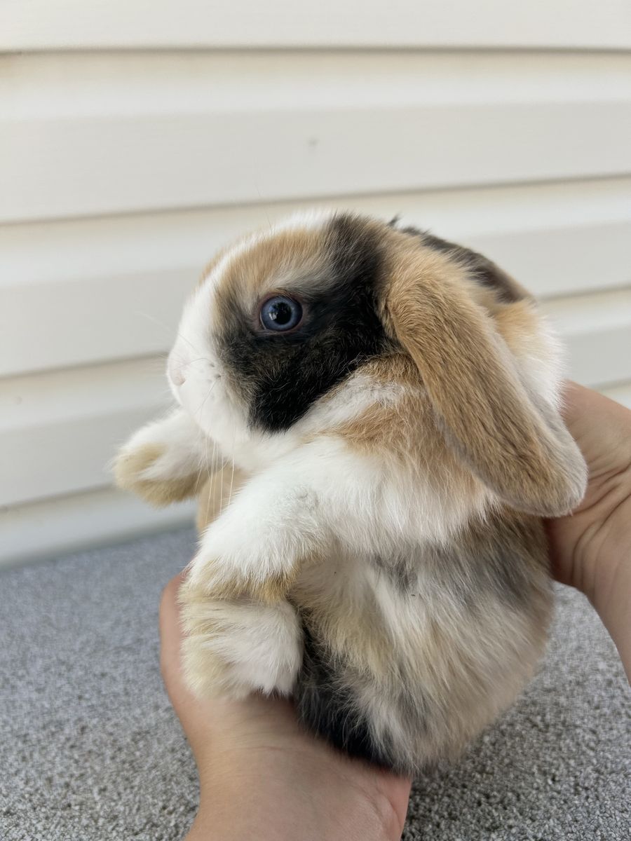 Purebred Holland Lop Male – Blue Eyes! Ready 6/4