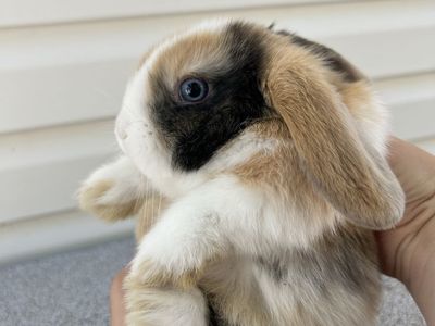 Purebred Holland Lop Male – Blue Eyes! Ready 6/4