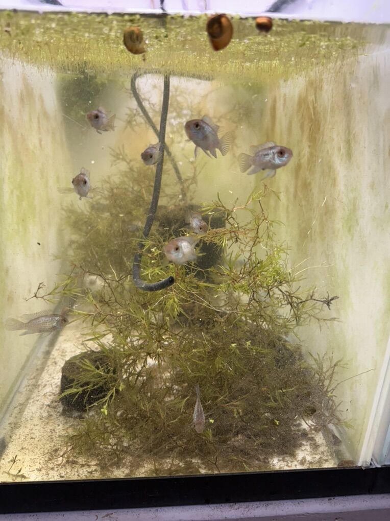 Electric Blue Acaras