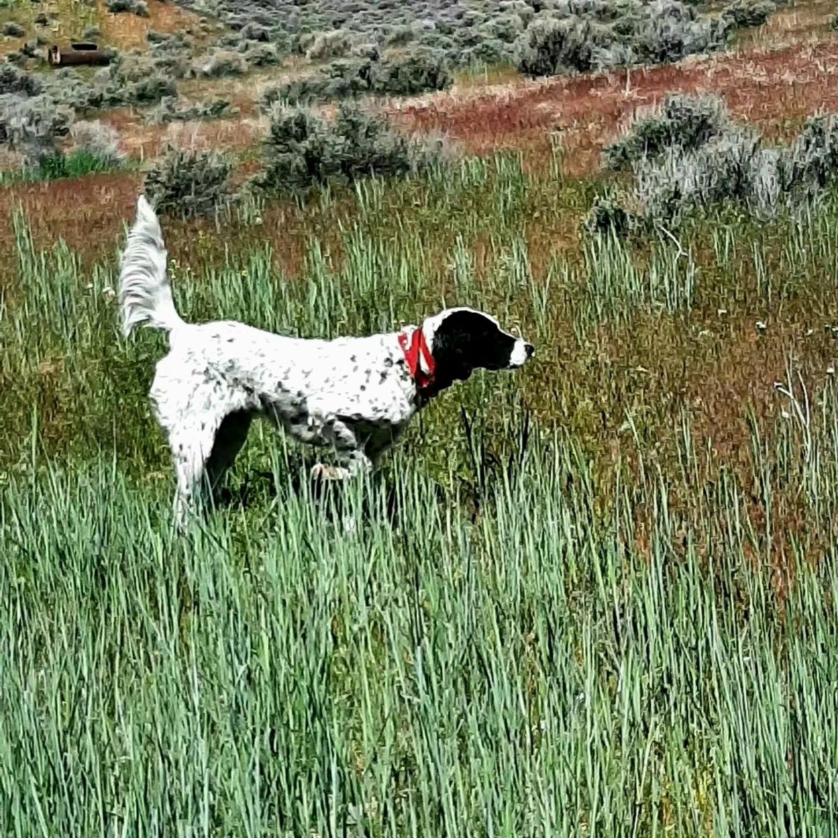 English Setter Puppies
