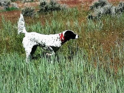 English Setter Puppies