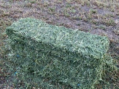 Alfalfa Hay For Sale