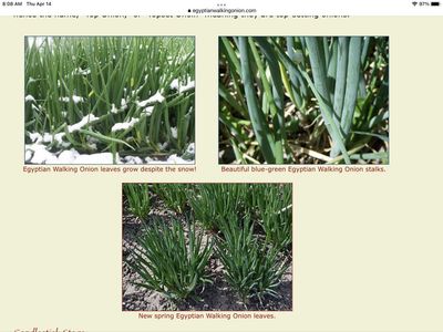 Egyptian Walking Onions 10 plants for $5.00
