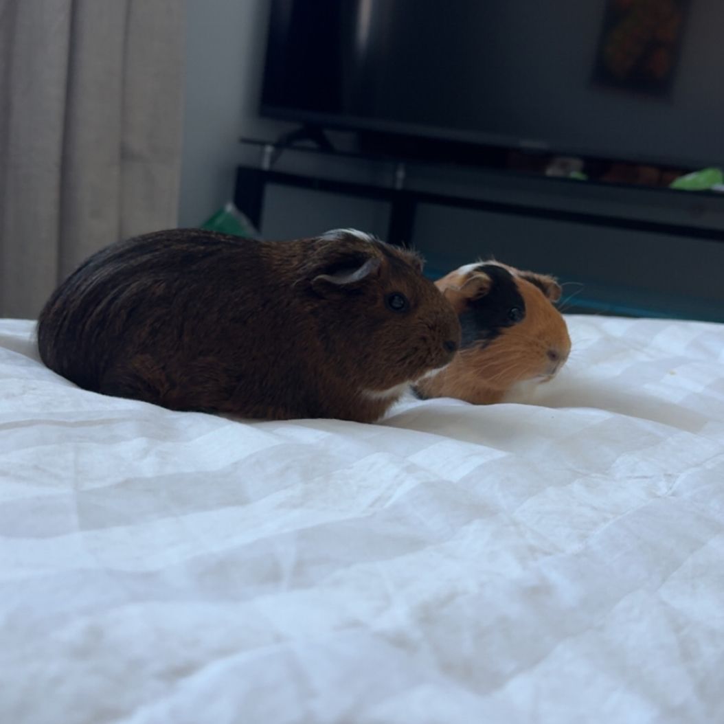 2 Female Guinea Pigs With Cage