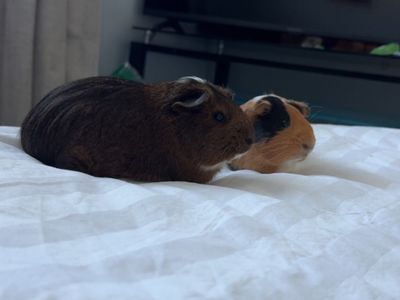 2 Female Guinea Pigs With Cage