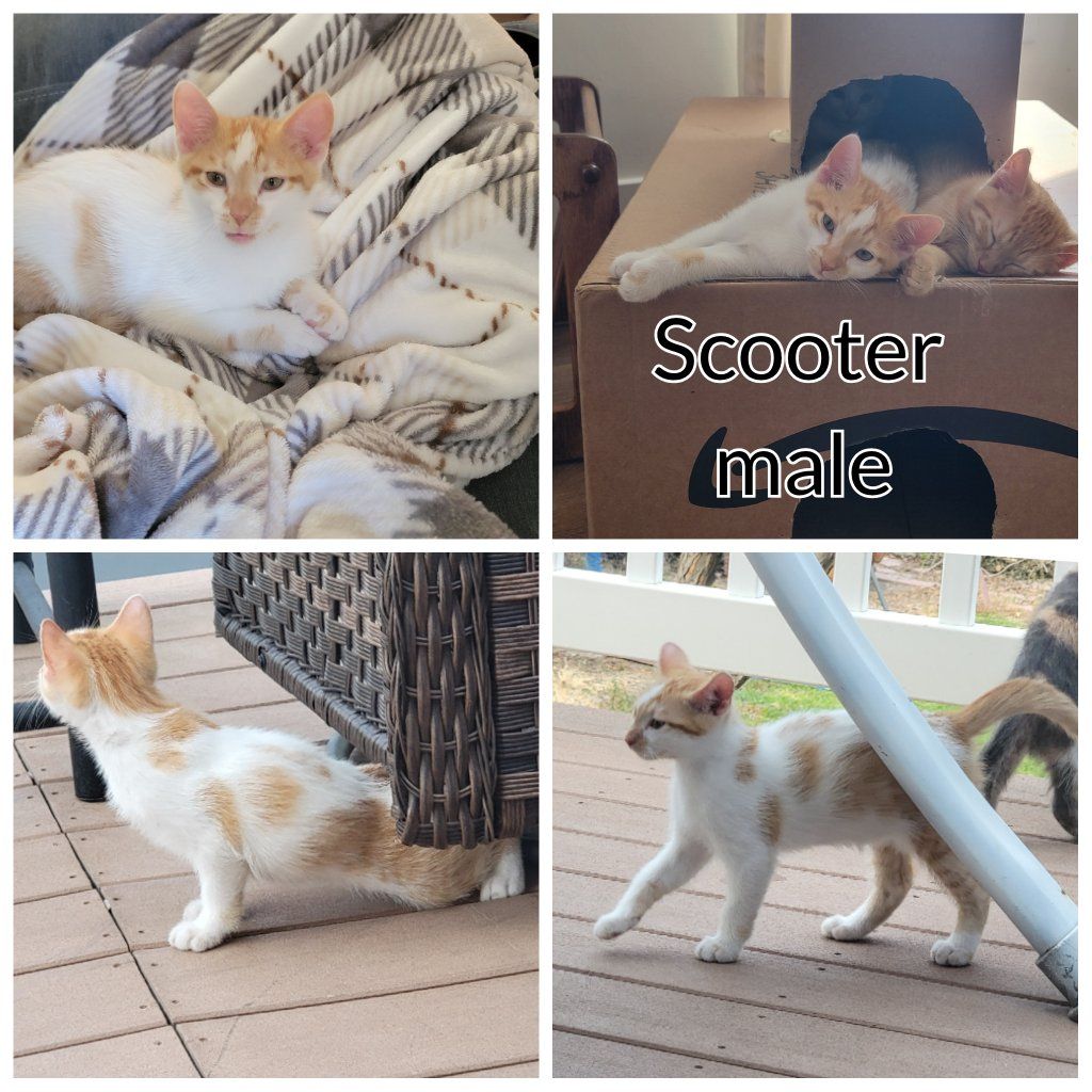2 male orange and white kittens