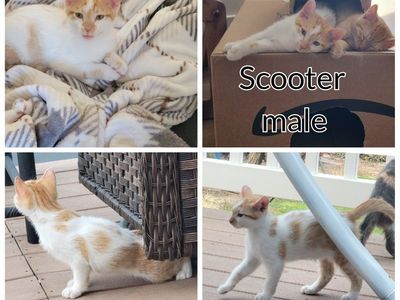 2 male orange and white kittens