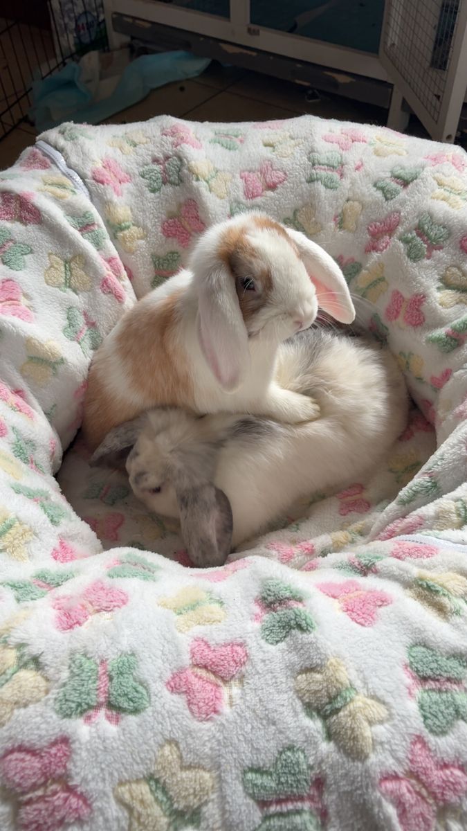 2 Young  Holland Lops W house/cage