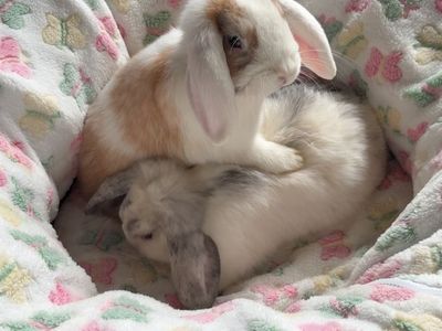 2 Young Holland Lops W house/cage