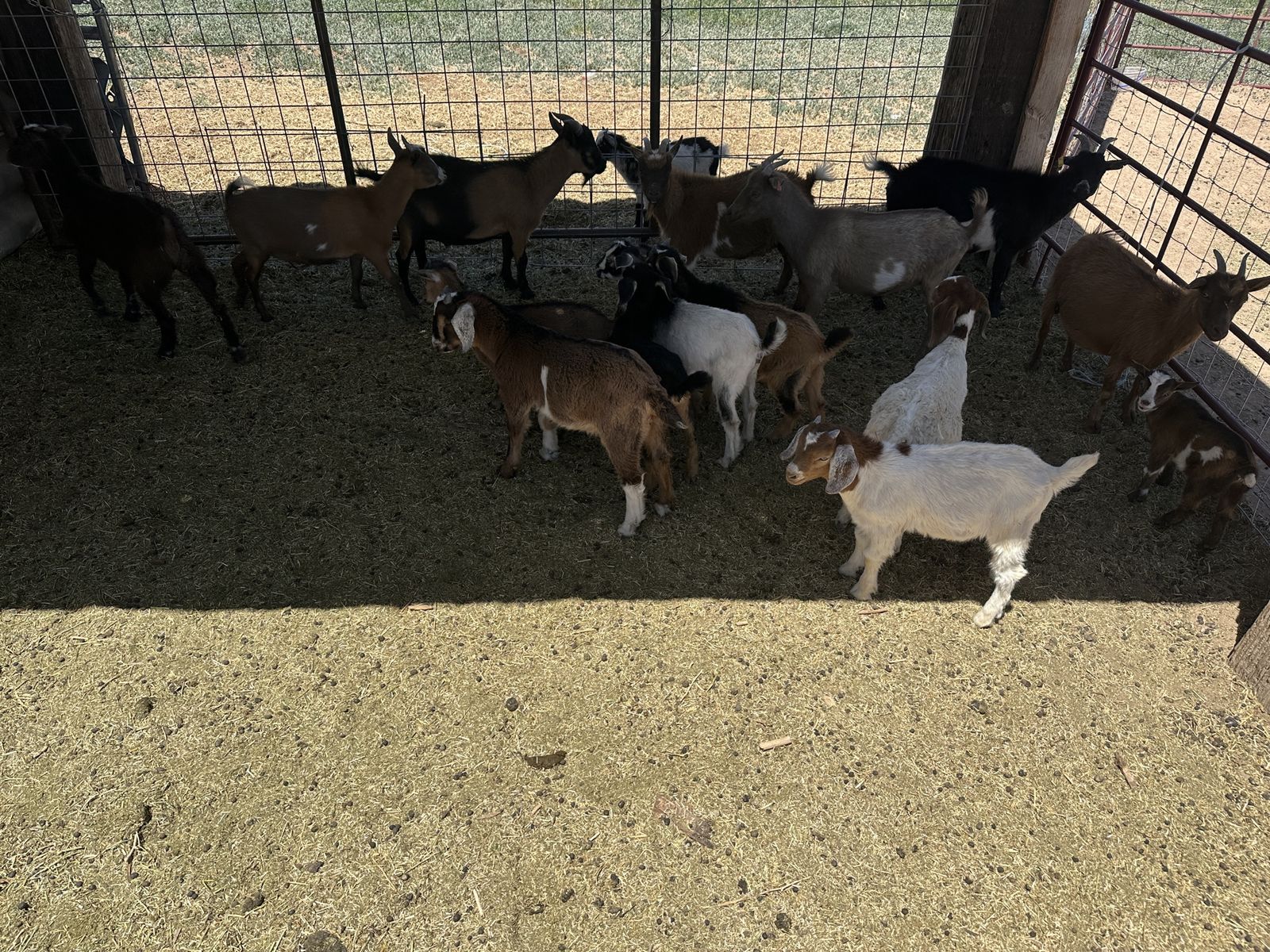 16 Smaller Goats - Boer, Nigerian, Pygmy