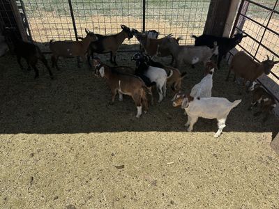 16 Smaller Goats - Boer, Nigerian, Pygmy