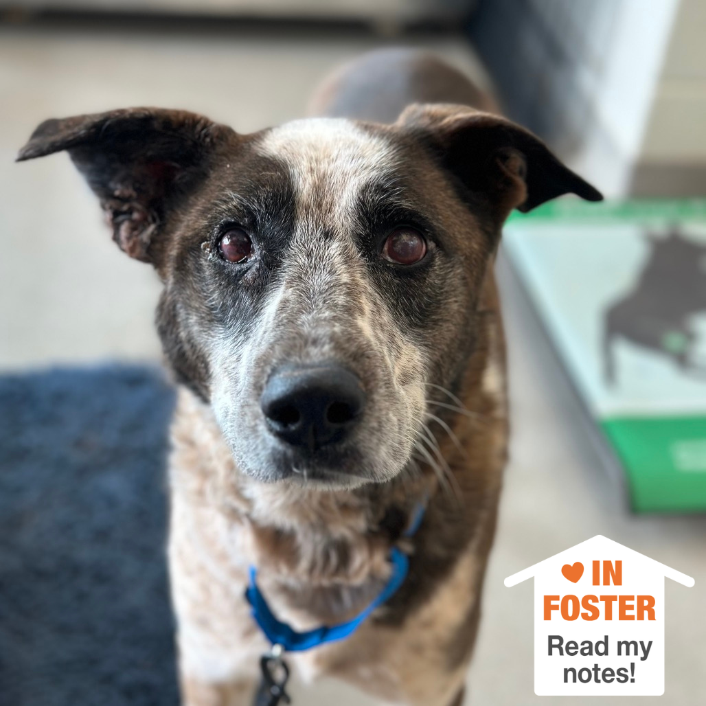 Hello my name is Tweetie