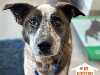 Hello my name is Tweetie