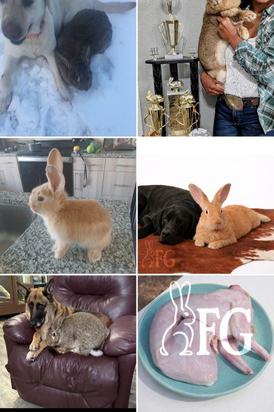 Flemish Giants (Kits & Adults)