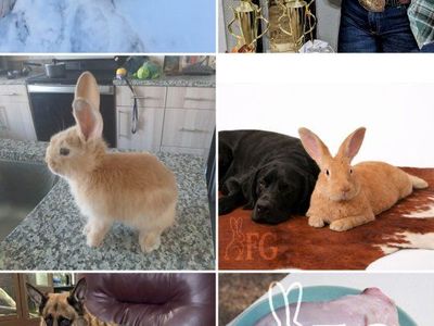 Flemish Giants (Kits & Adults)