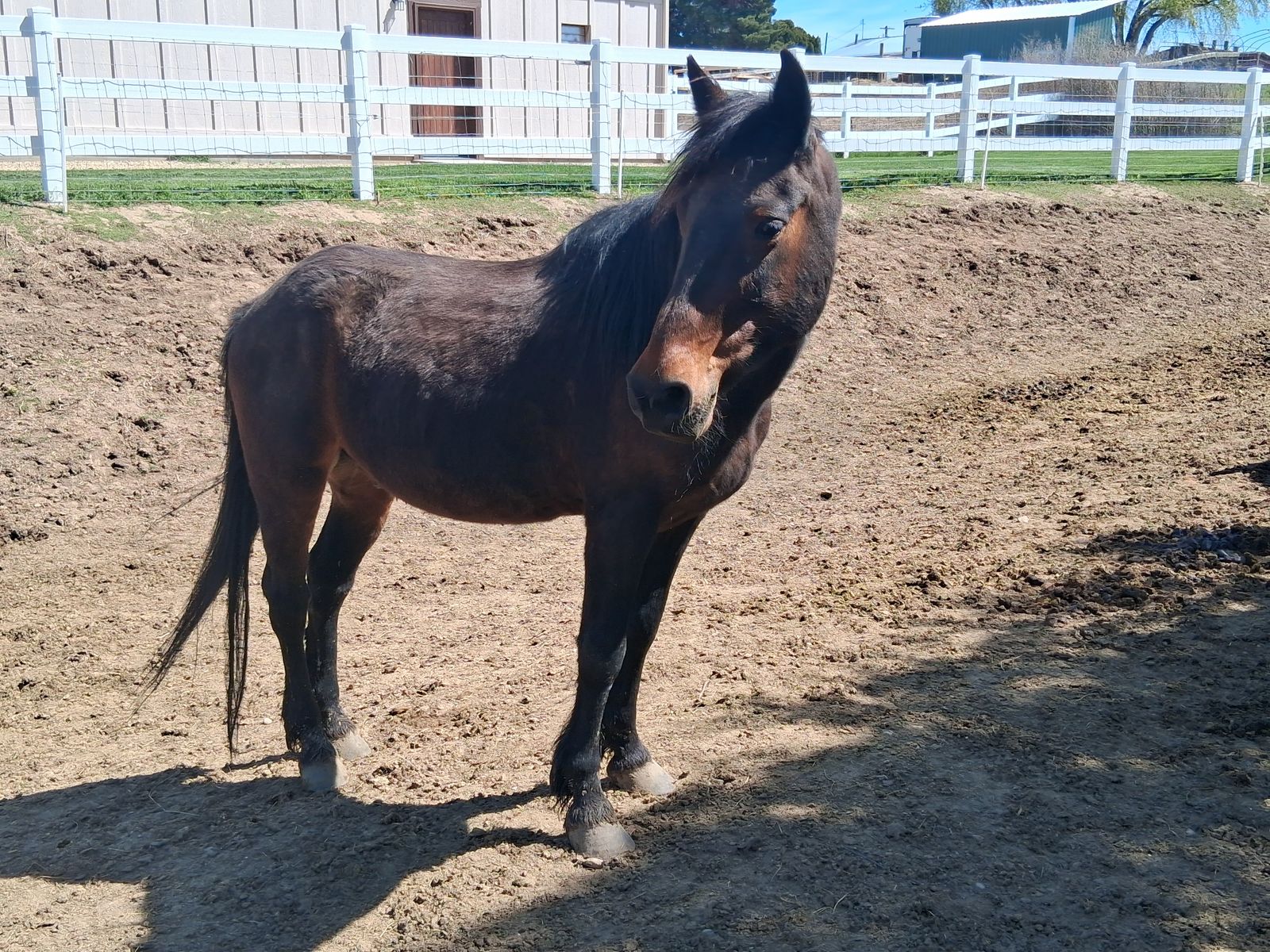 Spanish Barb Gelding