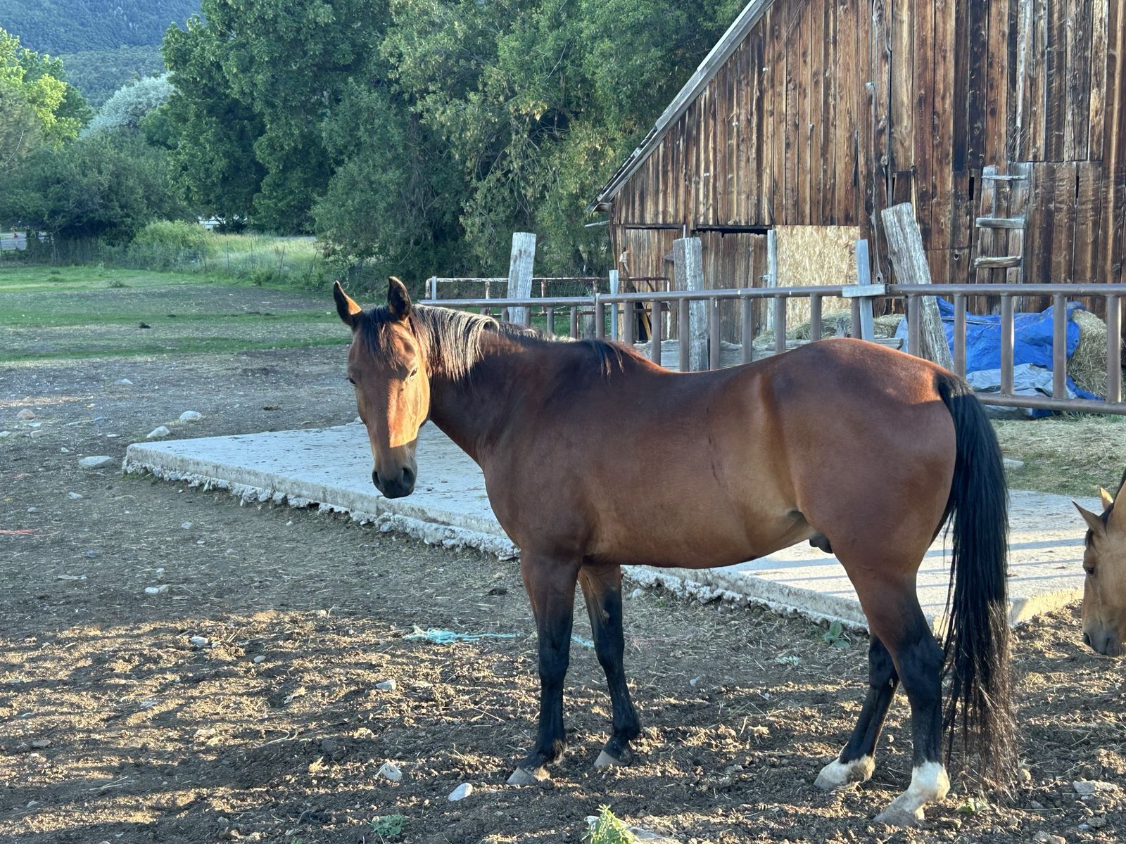 Magneticat Gelding