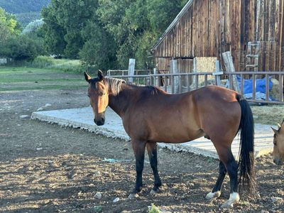 Magneticat Gelding