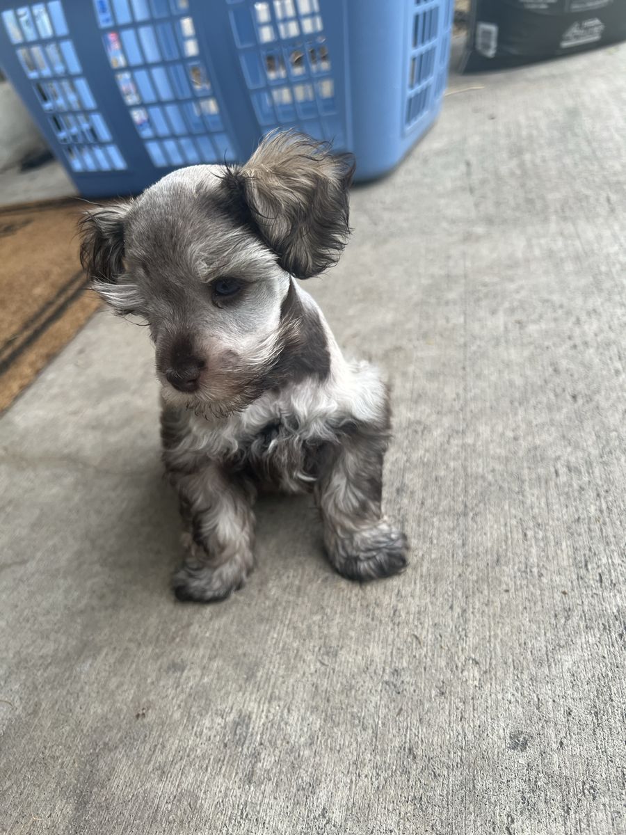 AKC Rare blue eyed Mini Schnauzer Puppies
