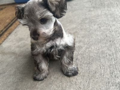 AKC Rare blue eyed Mini Schnauzer Puppies