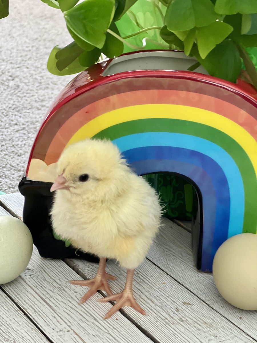 Easter Egg chicks