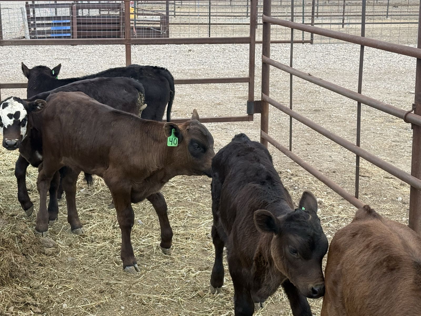 Tie down or breakaway calves