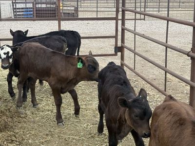 Tie down or breakaway calves